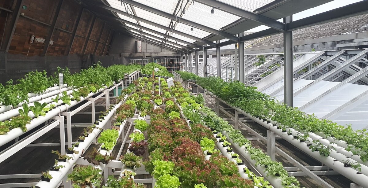 sterowanie klimatem w szklarni